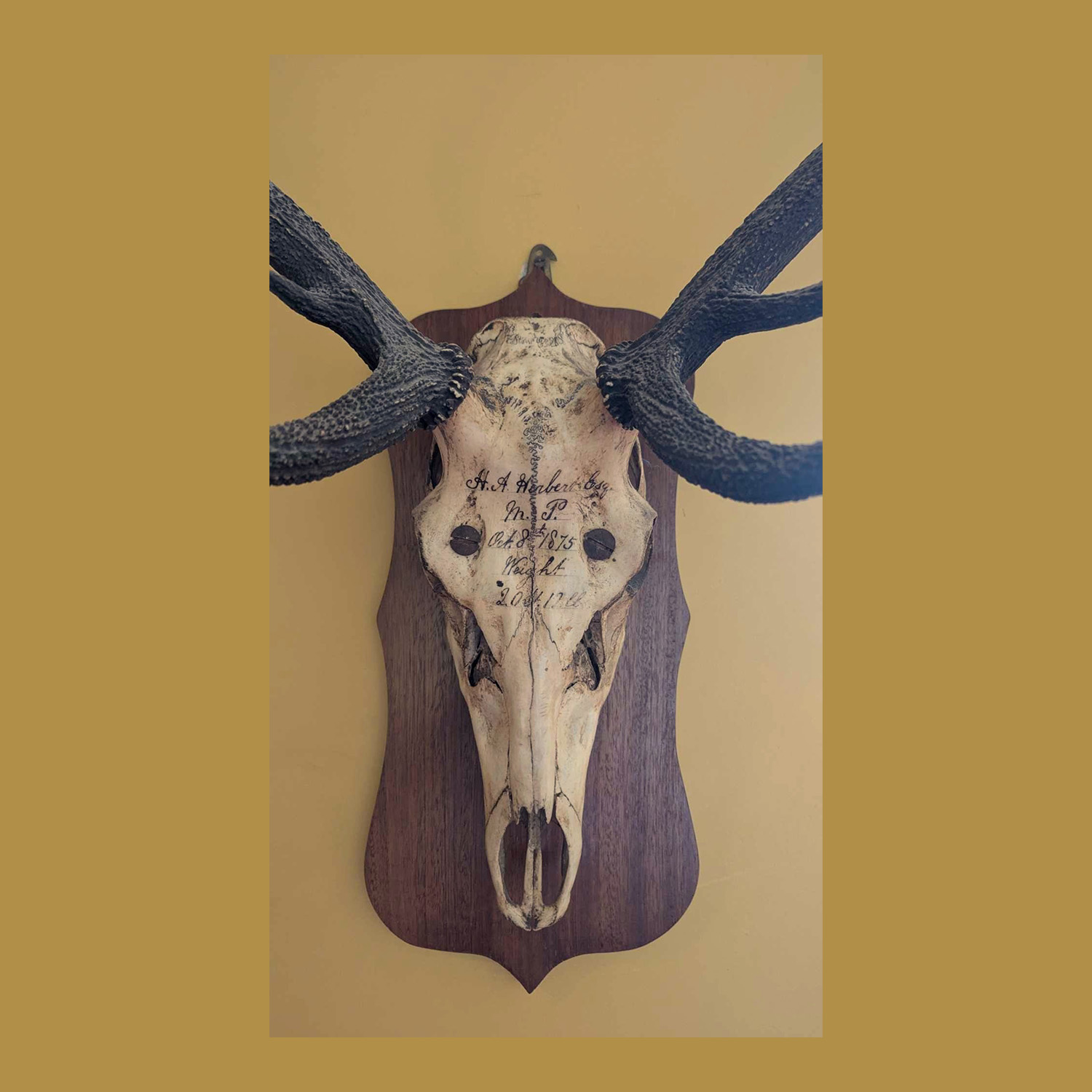 Inscribed Deer Skull